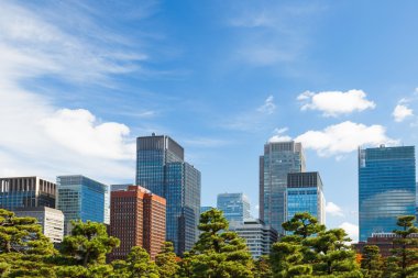 şehir içinde ağaç