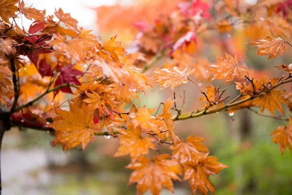 Feuille d'érable rouge — Photo