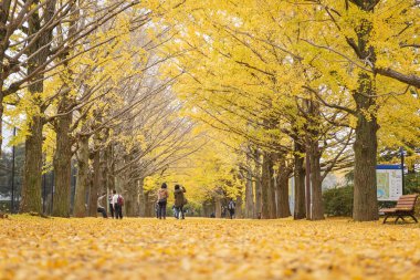 Showa Kenen Park