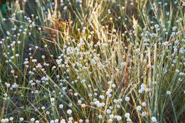 Soyut çimen çiçekler