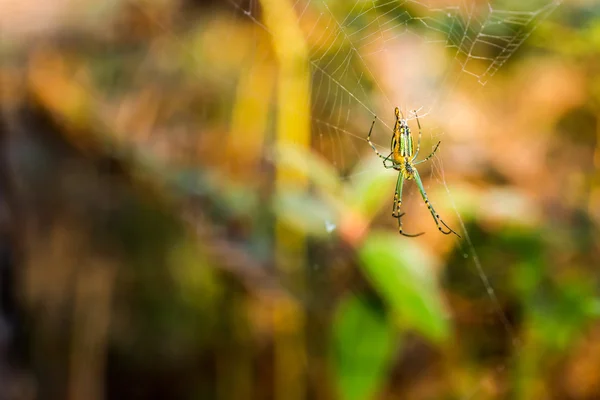 Πράσινο το wild spider — Φωτογραφία Αρχείου