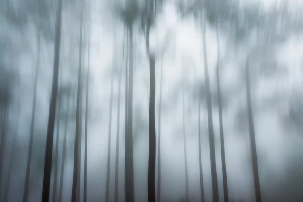 Abstract pine in black and white — Stock Photo, Image