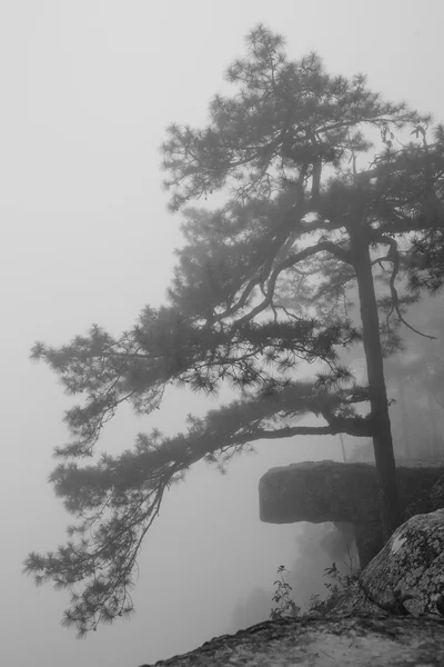 Roccia appiccicosa con albero — Foto Stock