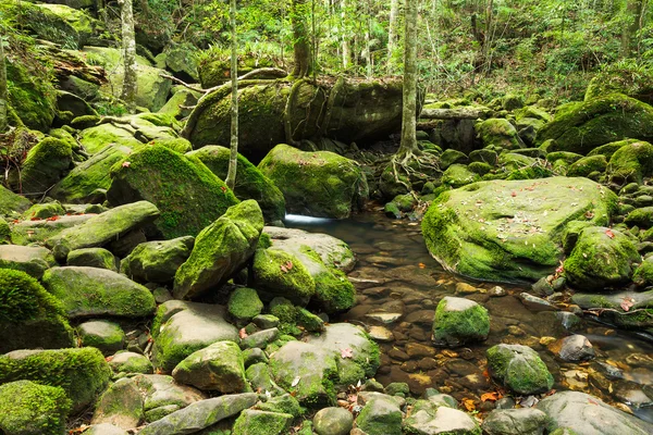 Waterfall in jungle