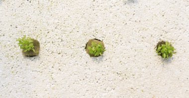 Köpük üzerinde organik sebze