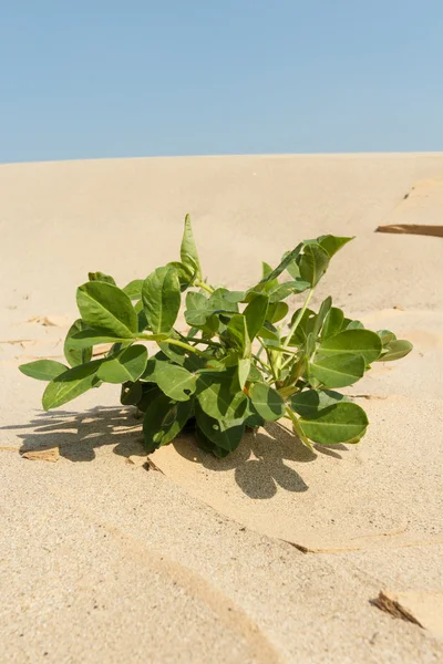 砂を植物します。 — ストック写真