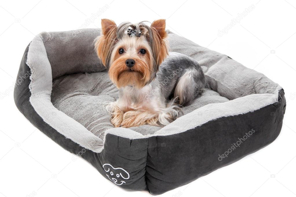 Yorkshire Terrier lying on the Mat