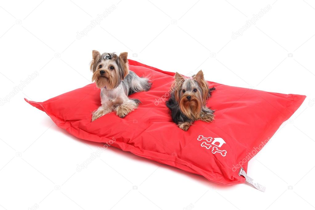 Two Yorkshire Terrier lying on a bed