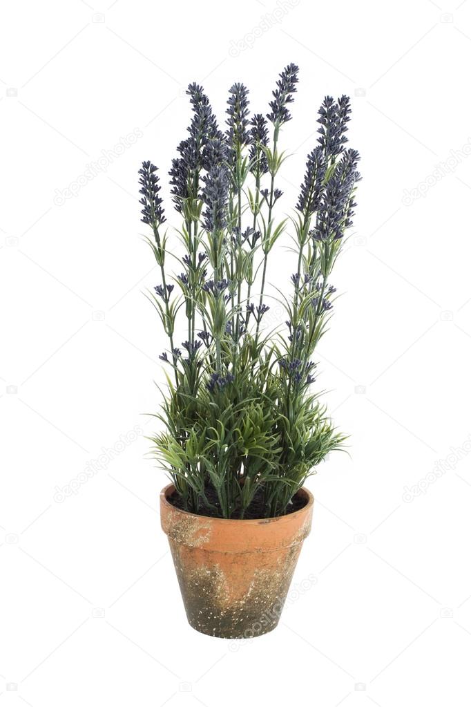 Flowers in a pot