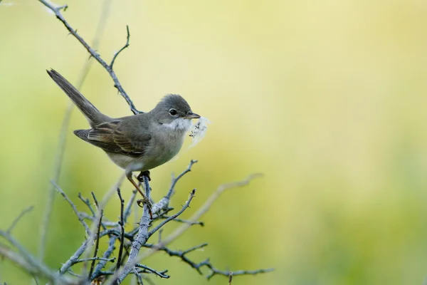 Warbler with down to the nest — Stock Photo, Image
