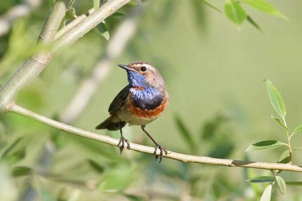 Bluethroat sits on a branch — Stock Photo, Image