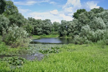 yeşil arasında sessiz gölet
