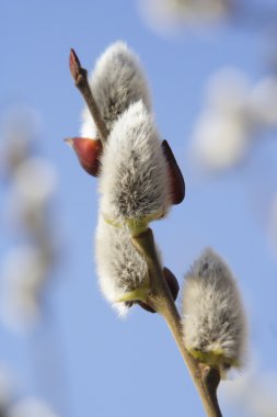 kabarık çiçek söğüt
