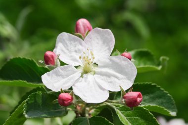 Baharda beyaz çiçekler