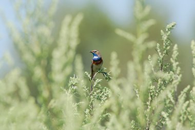Bluethroat in the environment clipart