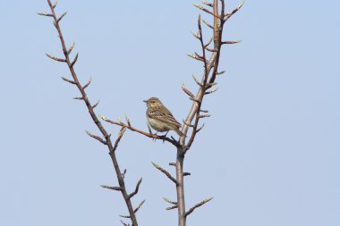 ağaç incir kuşu şube üzerinde oturan