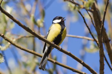 Mavi gökyüzü karşı dallar arasında oturan büyük baştankara