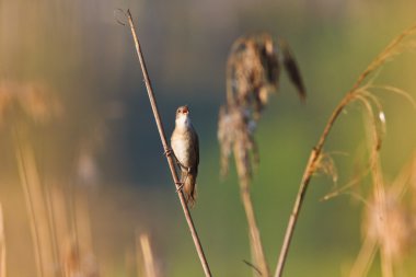 Savi'nın ötleğen reed bir sap üzerinde şarkı söylüyor.