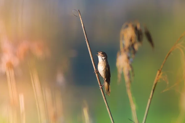 Cvrčilka Slavíková zpívá na stéblo rákosu — Stock fotografie