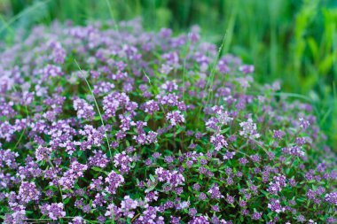 Kekik büyük tussock büyür