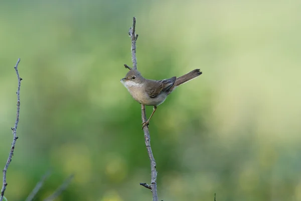 Cierniówka siedzi na gałęzi z materiał na gniazdo — Zdjęcie stockowe
