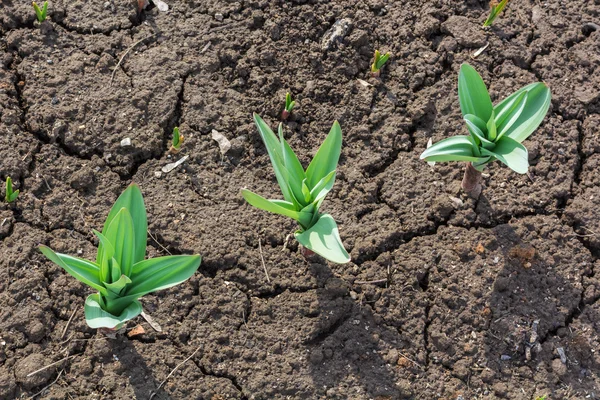 green shoots of tulips