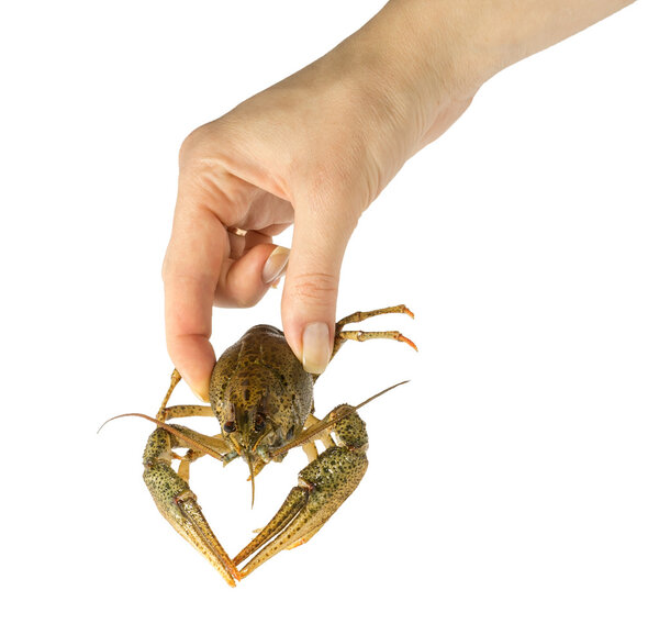 man holding wild crayfish in hand