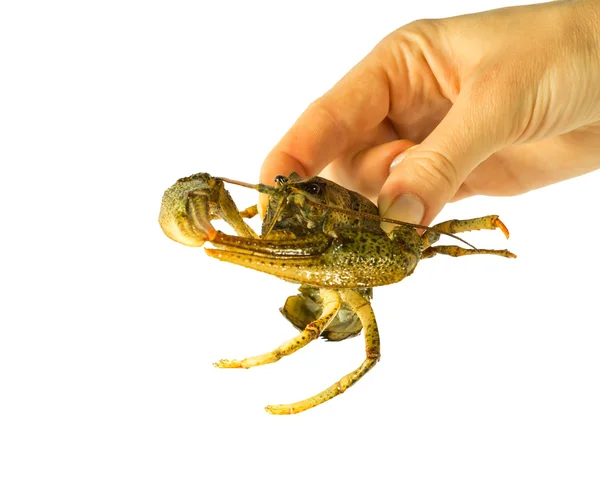 Rivierkreeft deel uitmaken van een vrouwelijke hand op een witte achtergrond — Stockfoto