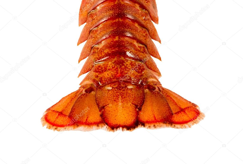 Tail of cooked crayfish closeup on white background 