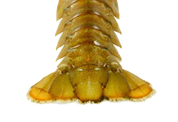 Cauda de lagostim vivo — Fotografia de Stock