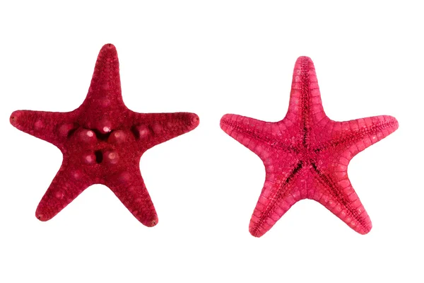 Estrella de mar roja aislada sobre fondo blanco . —  Fotos de Stock