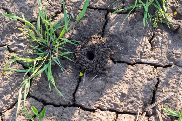 Rissige trockene Erde als Rätsel, und das Spinnenloch — Stockfoto