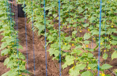 sera kırpma salatalık tarımı 2016 yılında.