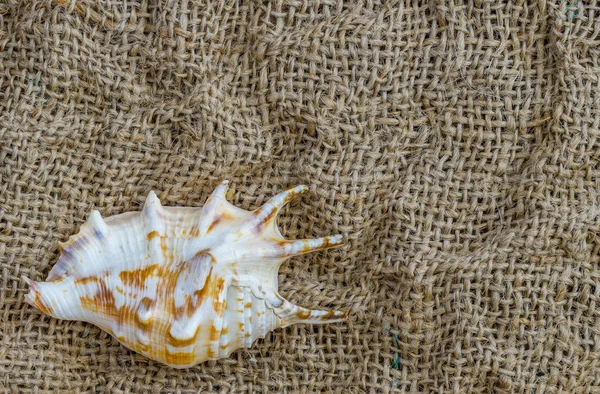 Seashells close-up on flax and space for text. — Stock Photo, Image