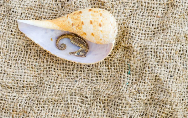 Cáscaras de mar primer plano en lino y espacio para el texto . —  Fotos de Stock