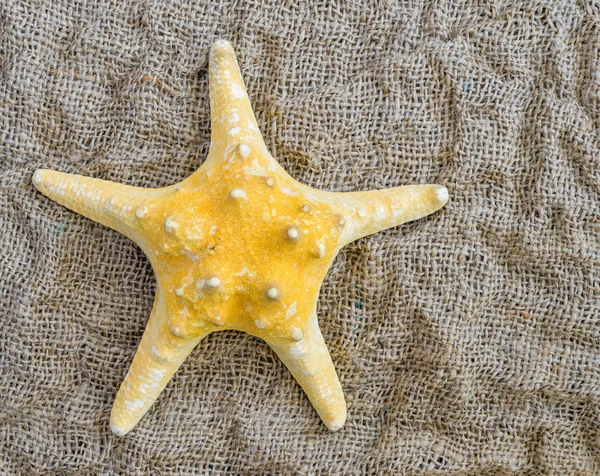 Estrella de mar se encuentra sobre un hermoso fondo de tela . —  Fotos de Stock