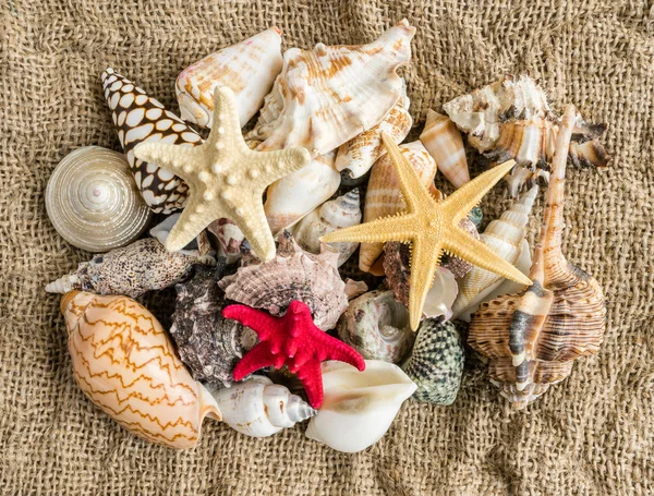 Las conchas marinas y el mar en la arena de una playa . —  Fotos de Stock