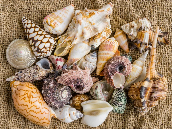Морские ракушки на песке пляжа . — стоковое фото