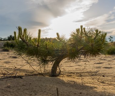 ormandaki küçük Ladin yakın çekim