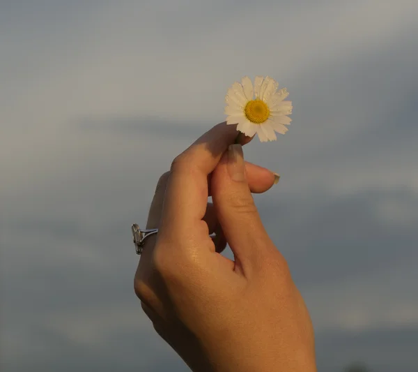 Hand with a camomile on sunny summer day. — Stock Photo, Image