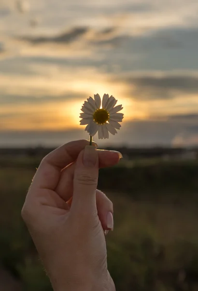Daisy in a female hand, sunset sky — Stock Photo, Image