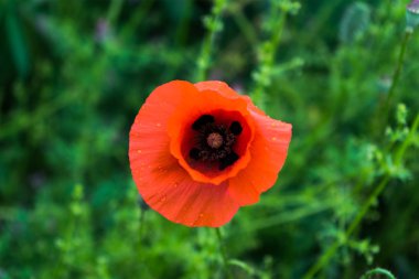 bir alandaki kırmızı gelincik (bitki)