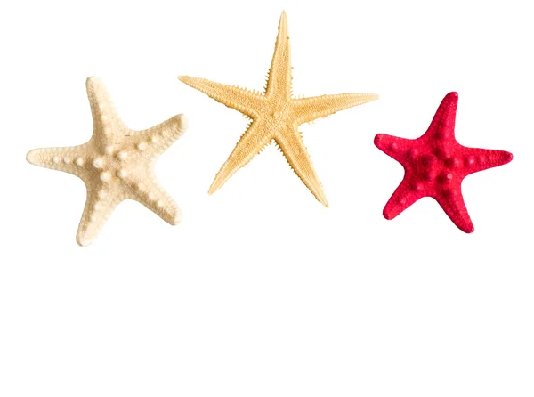 Kolekcja gwiazd morskich izolowane na białym tle — Zdjęcie stockowe