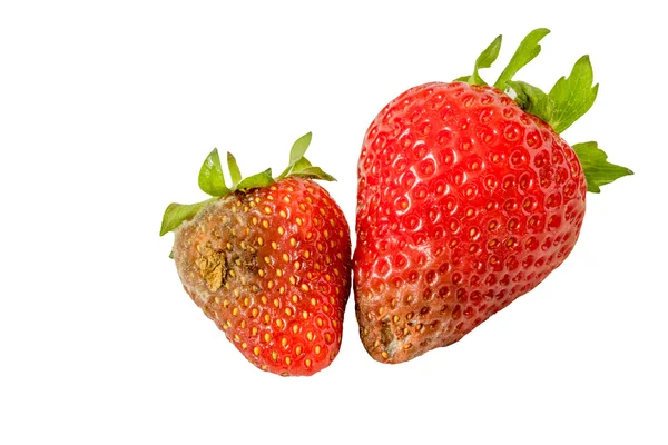 Faule Erdbeeren isoliert auf weißem Hintergrund — Stockfoto