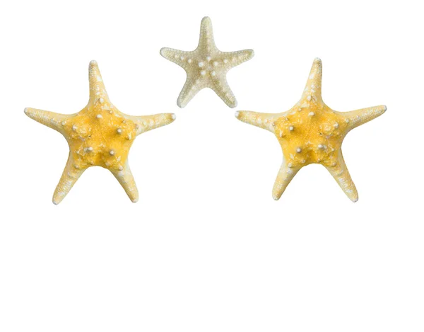 Estrelas-do-mar secas isoladas num fundo branco . — Fotografia de Stock