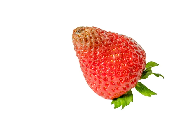 Imagen de alta resolución de fresas podridas — Foto de Stock