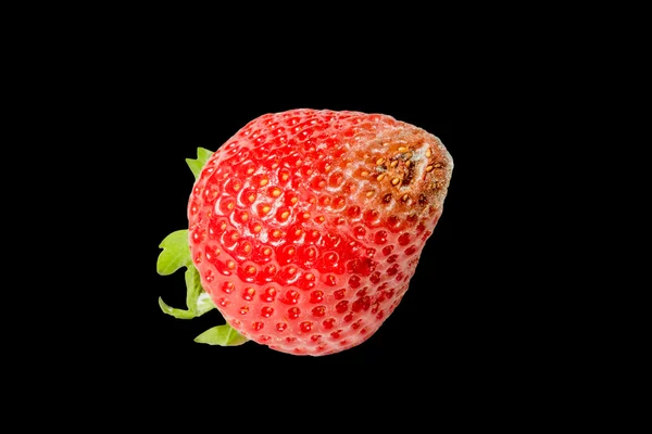 Fresas mohosas podridas sobre un fondo negro — Foto de Stock