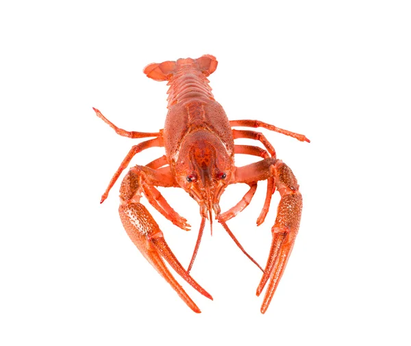 Cangrejos de río rojos recién cocidos aislados sobre fondo blanco . —  Fotos de Stock