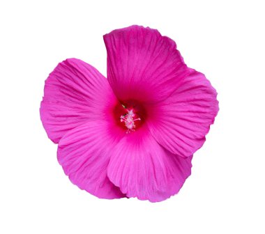 güzel pembe çiçek - beyaz izole.