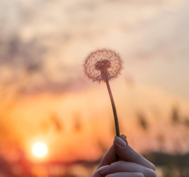 Karahindiba tarlada güneşte.